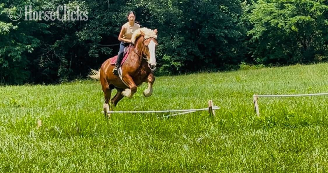 "Greta" Palomino Mare Belgian in Missouri
