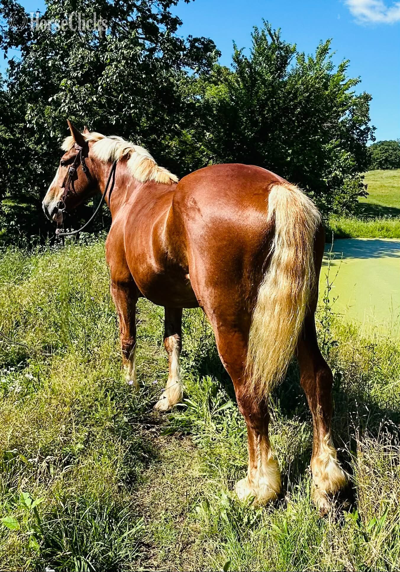 "Greta" Palomino Mare Belgian