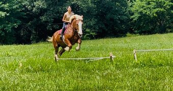 "Greta" Palomino Mare Belgian