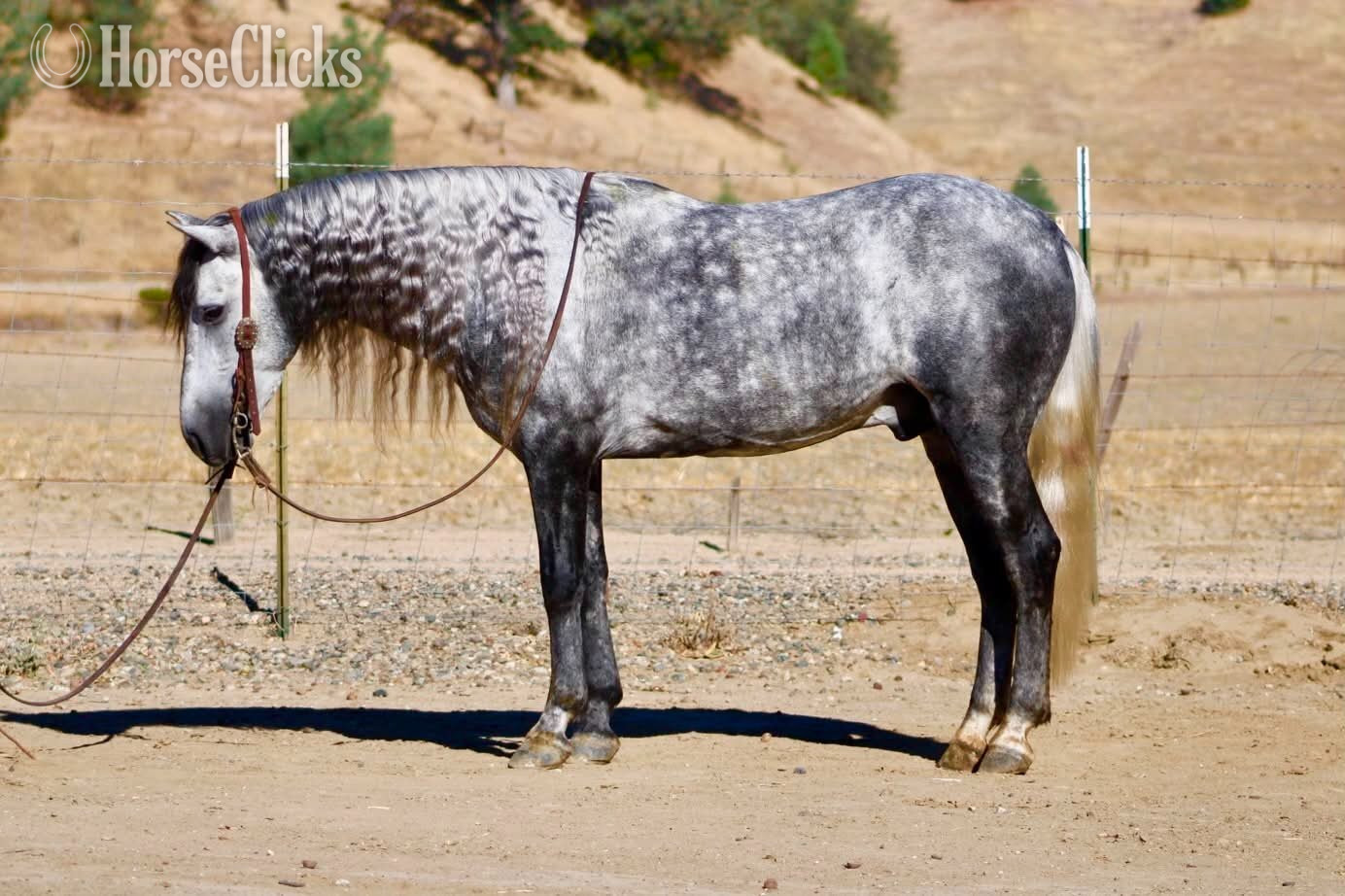 "CHIA" Grey Gelding Pony in California