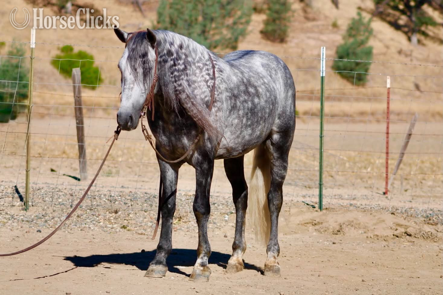 "CHIA" Grey Gelding Pony