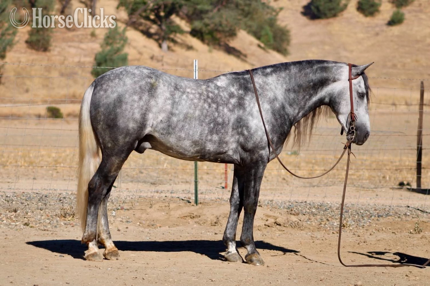 California "CHIA" Grey Gelding Pony