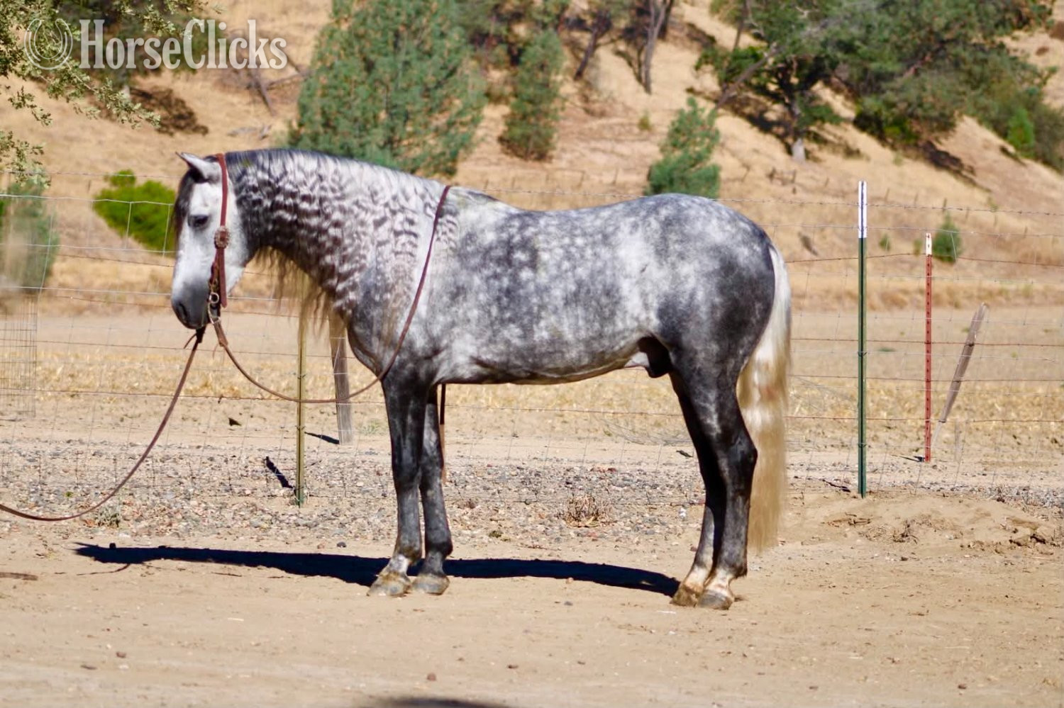 "CHIA" Grey Gelding Pony - Pony in California