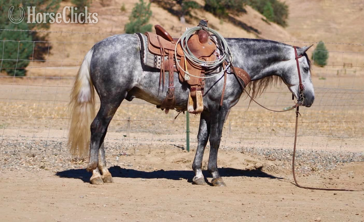 "CHIA" Grey Gelding Pony - Pony