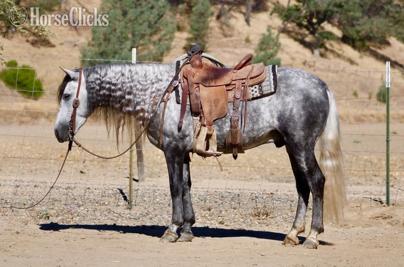 Pony - "CHIA" Grey Gelding Pony in California