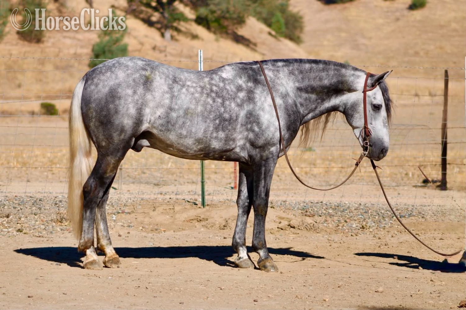 Pony - "CHIA" Grey Gelding Pony