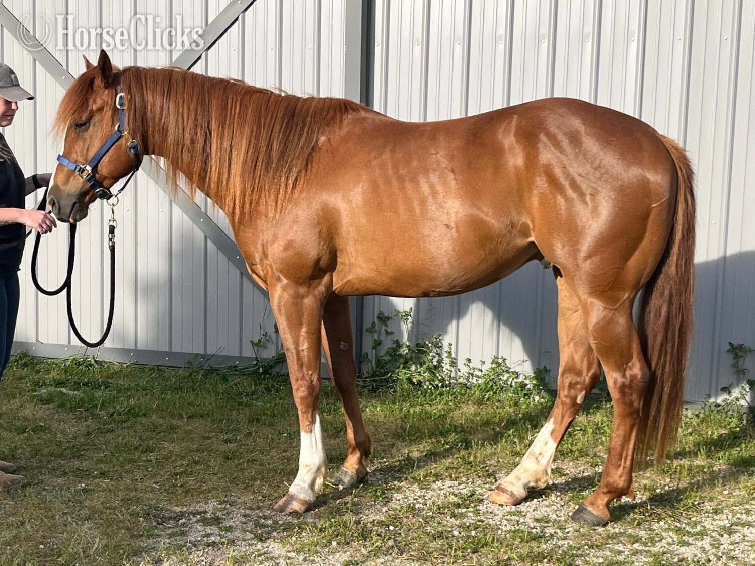 "Chips Heaven Sent" Chestnut Gelding Paint - Paint in Wisconsin
