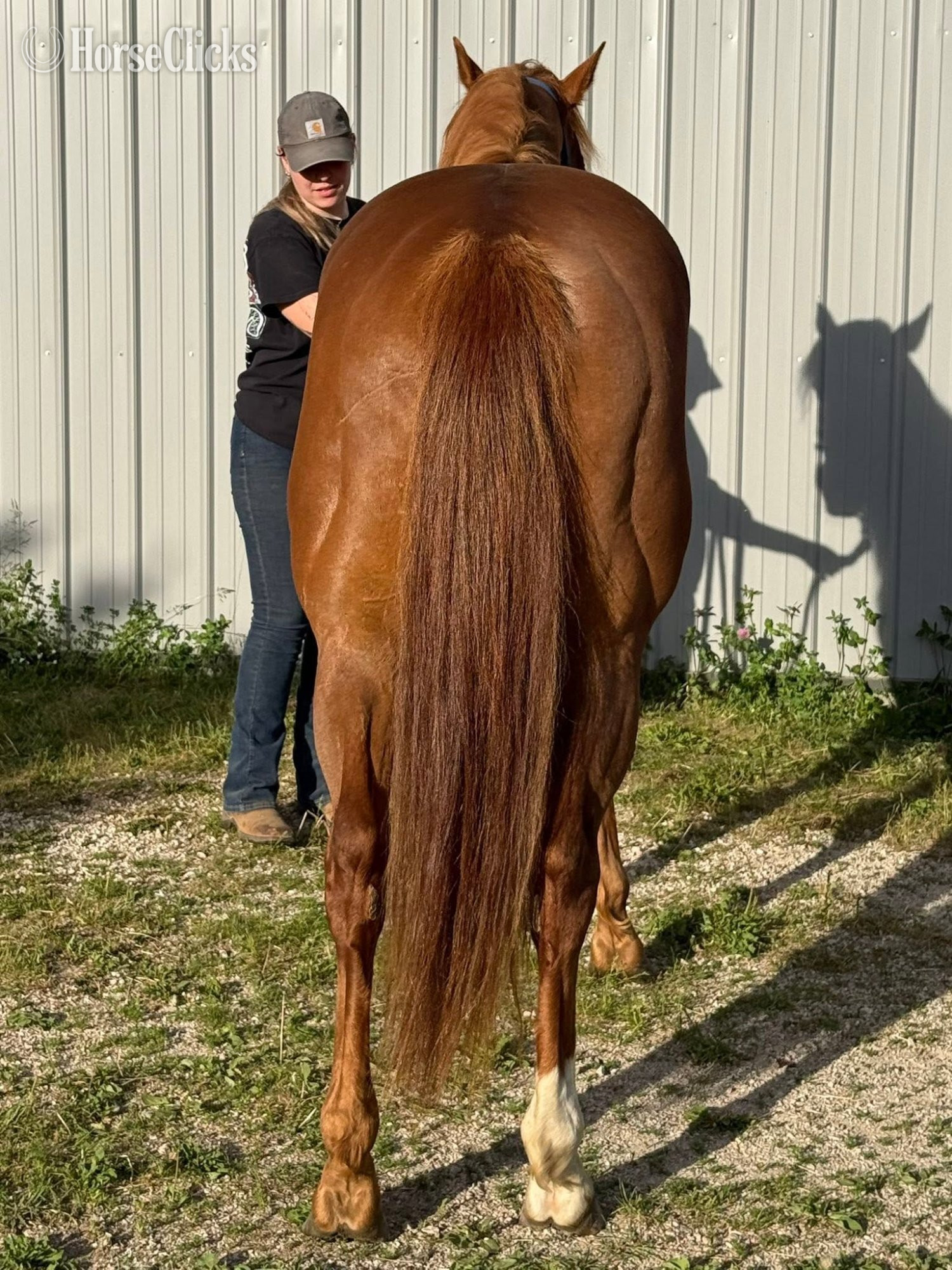 "Chips Heaven Sent" Chestnut Gelding Paint - Paint