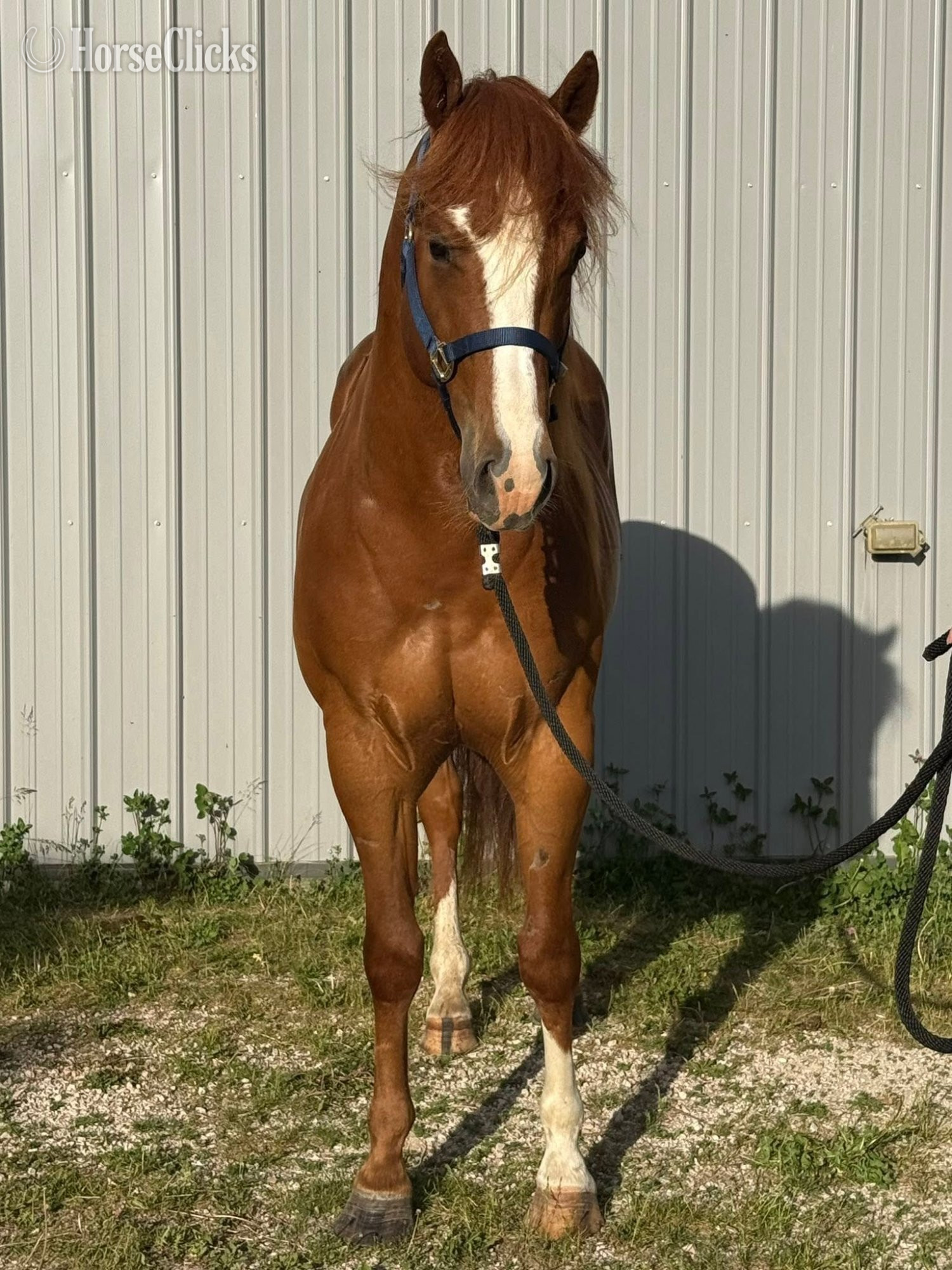 "Chips Heaven Sent" Chestnut Gelding Paint Wisconsin