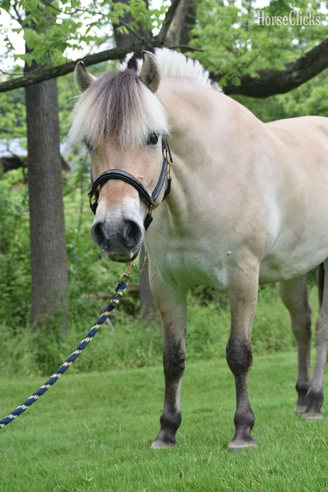 "Maximus, DHF SKITNE" Dun Gelding Fjord in Pennsylvania