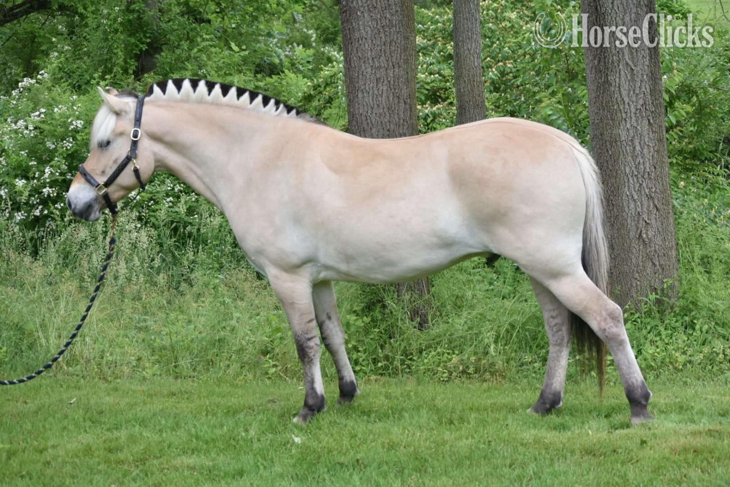 "Maximus, DHF SKITNE" Dun Gelding Fjord