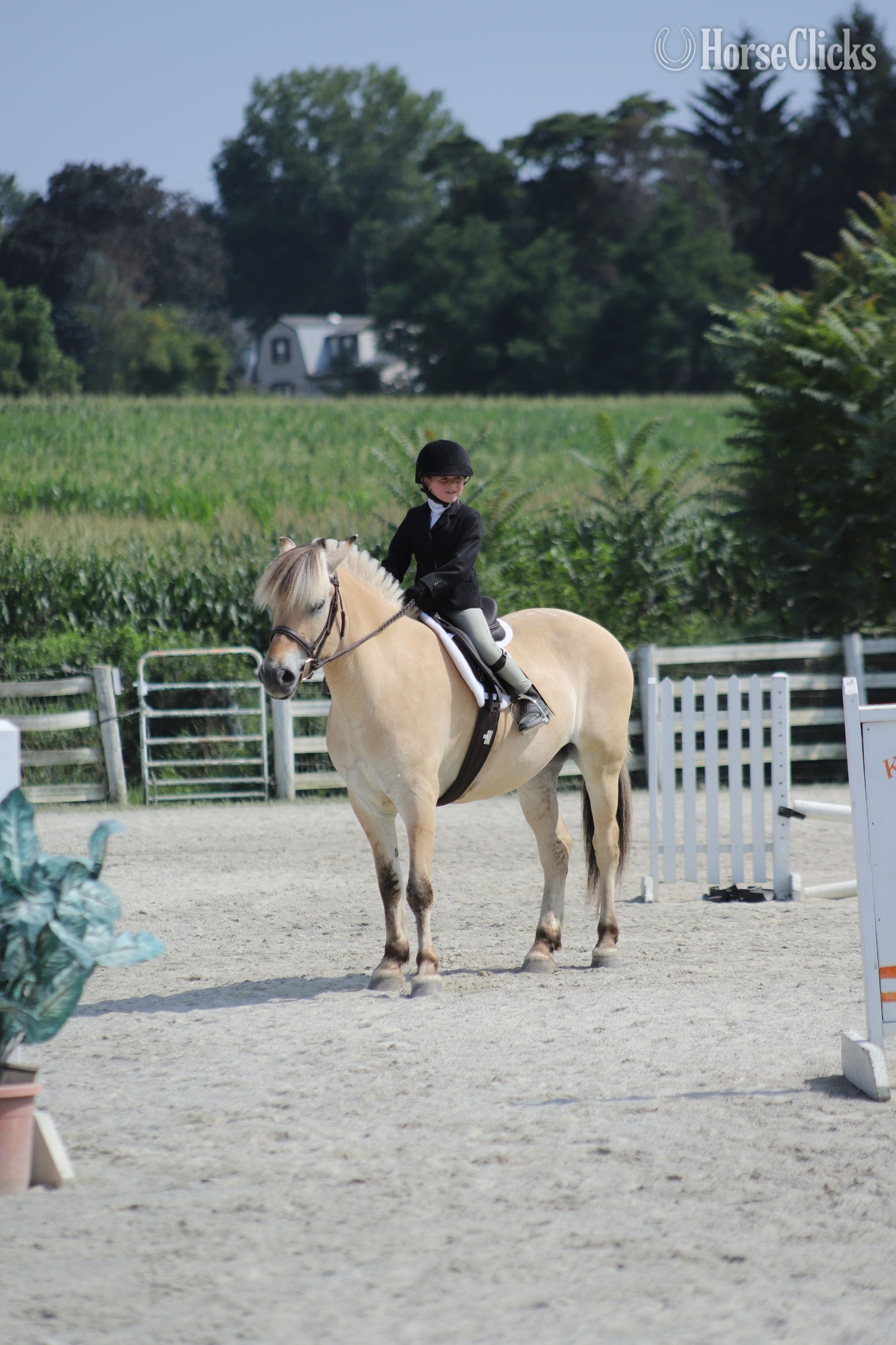 Pennsylvania "Maximus, DHF SKITNE" Dun Gelding Fjord