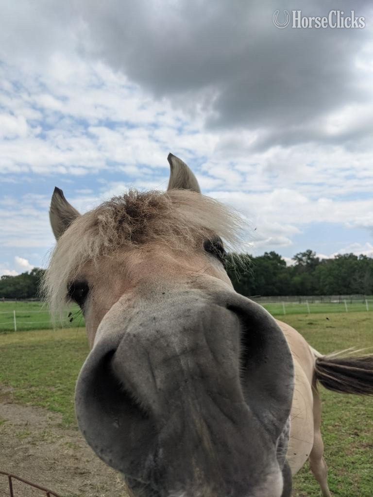 "Maximus, DHF SKITNE" Dun Gelding Fjord Pennsylvania