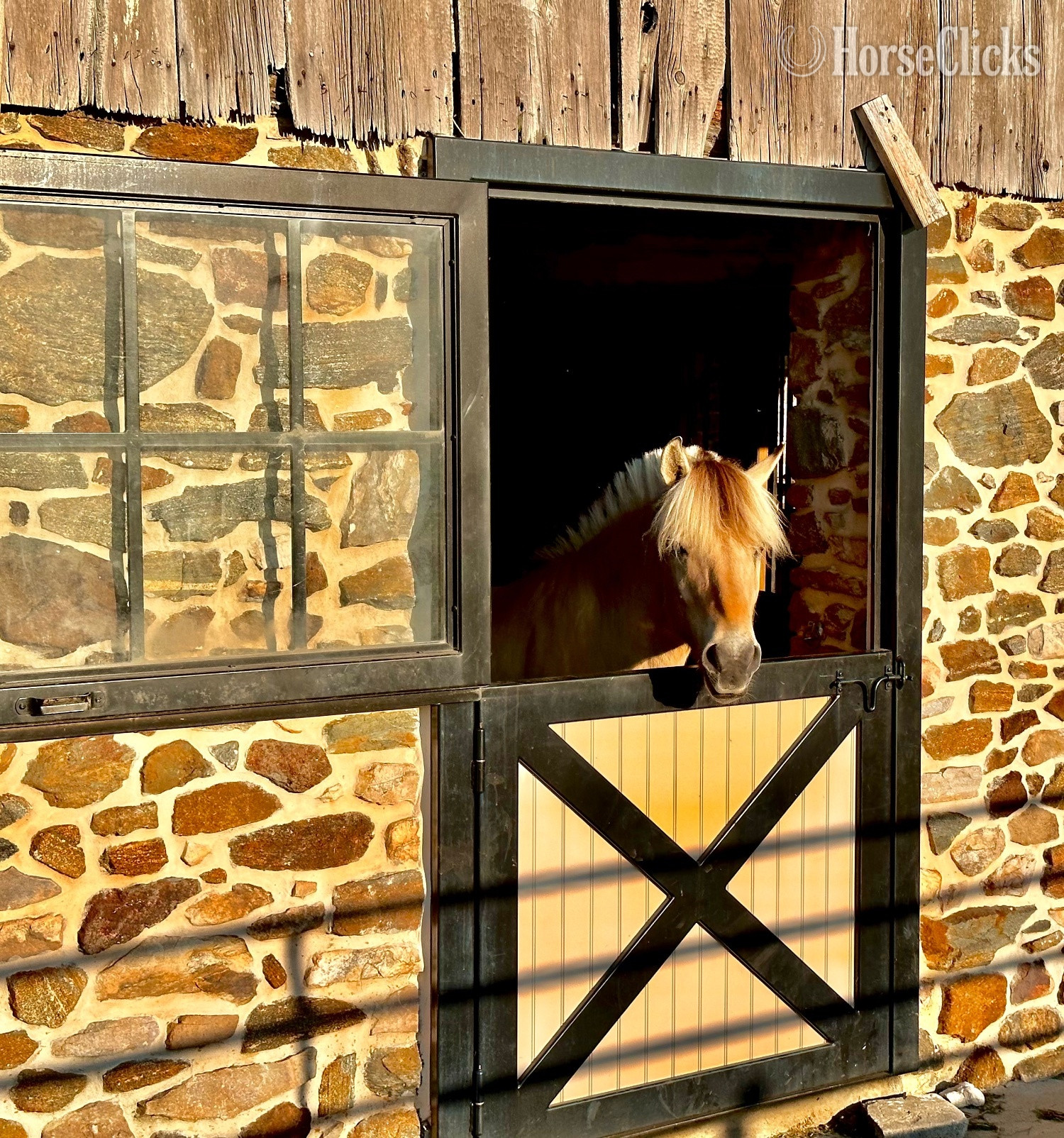 "Maximus, DHF SKITNE" Dun Gelding Fjord - Fjord