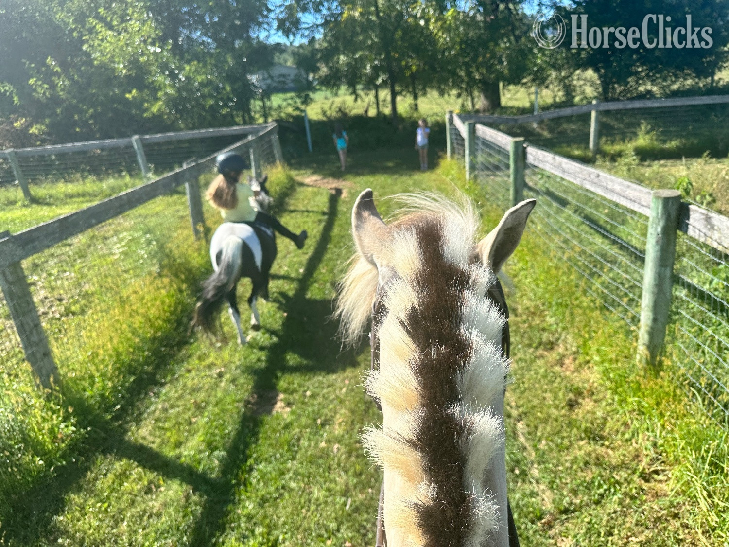 Fjord - "Maximus, DHF SKITNE" Dun Gelding Fjord in Pennsylvania