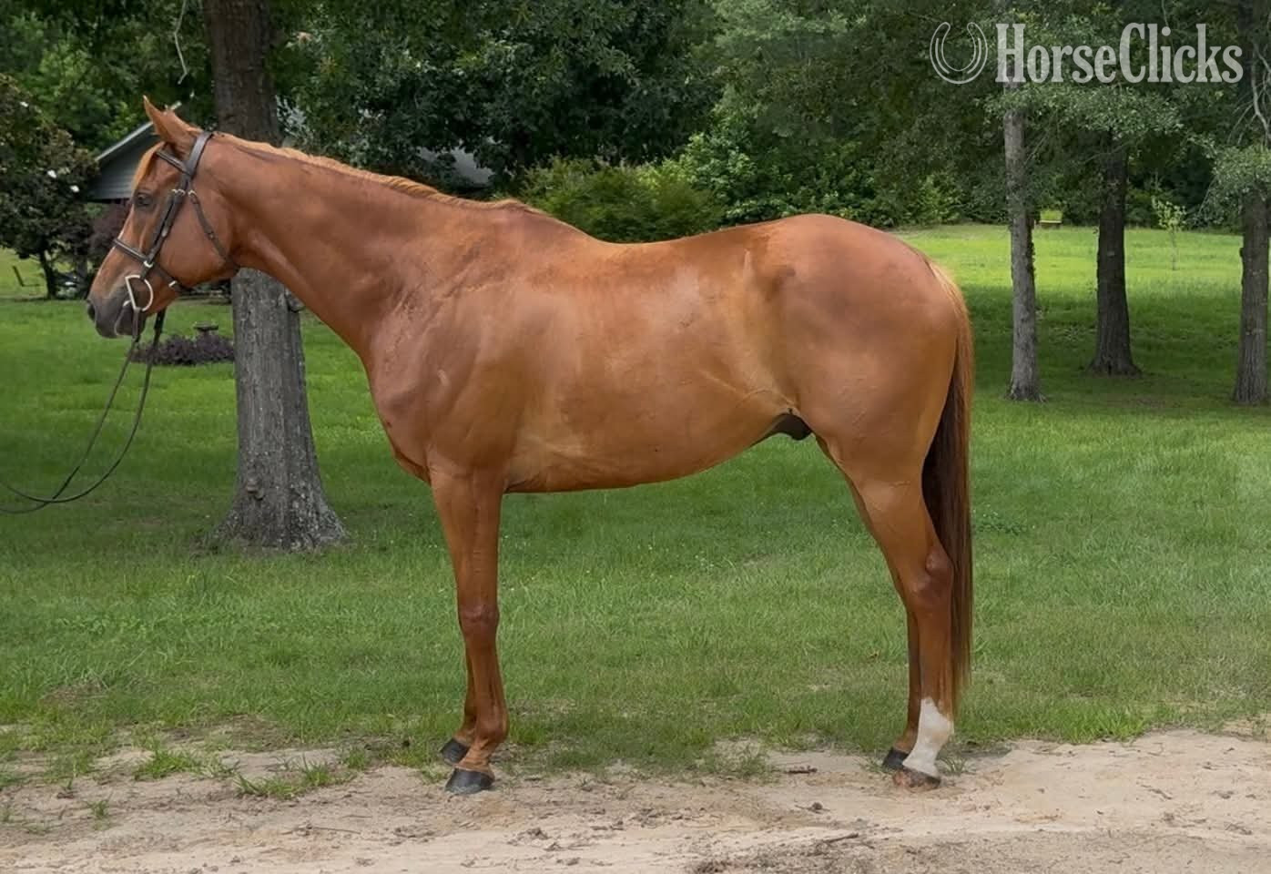 "Irishtown" Chestnut Gelding Thoroughbred in South Carolina