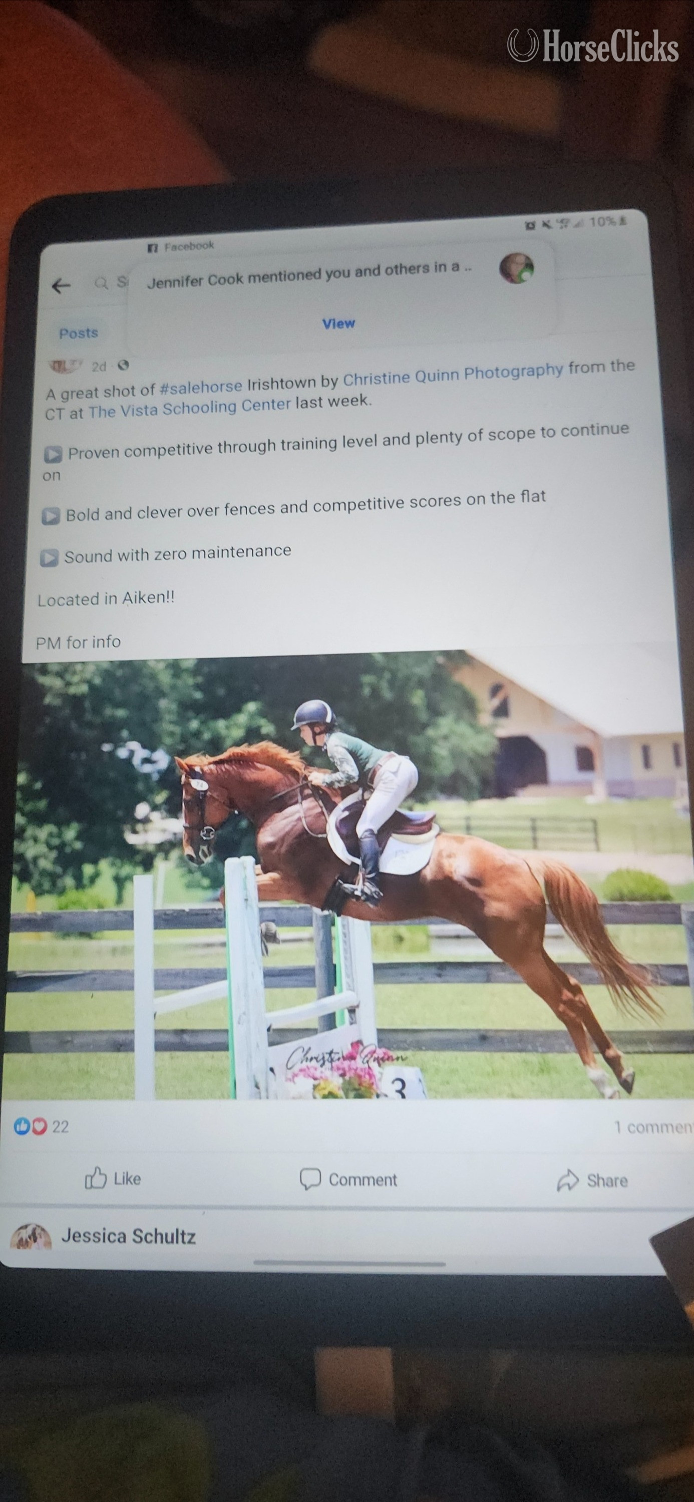 "Irishtown" Chestnut Gelding Thoroughbred