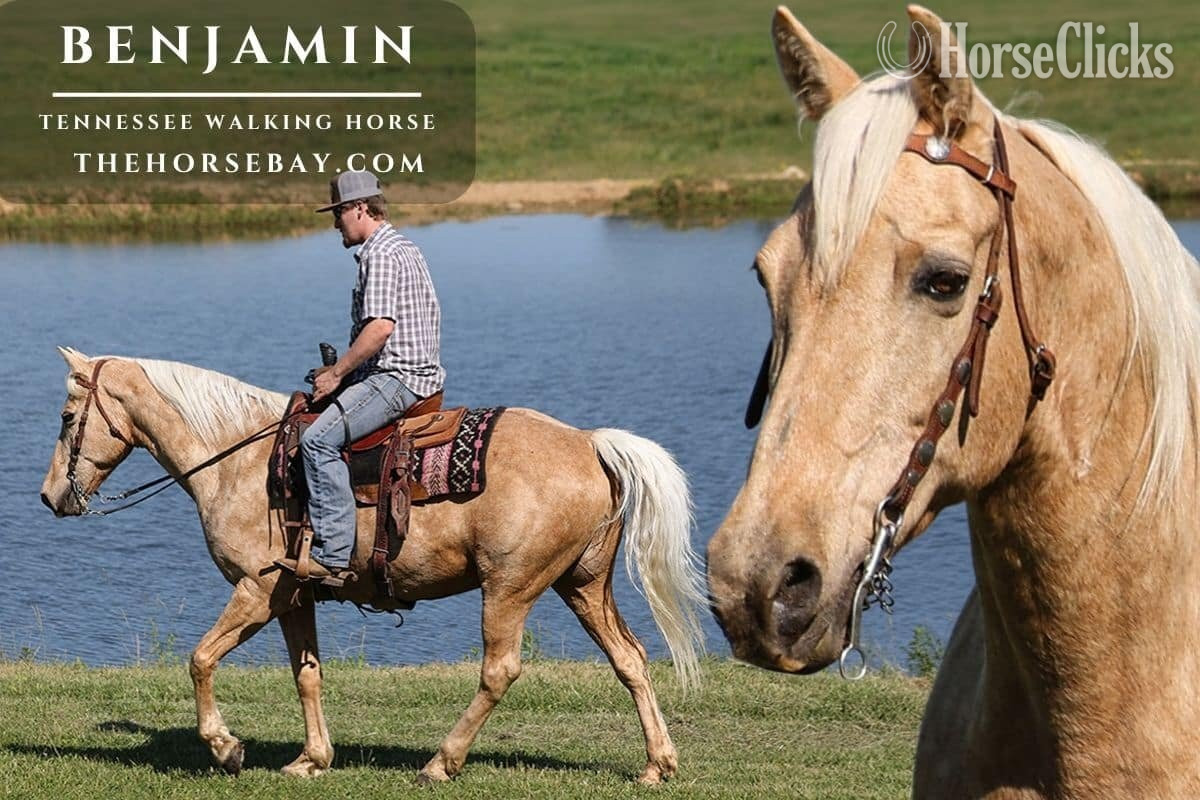 "Benjamin" Palomino Gelding Tennessee Walker in Kentucky