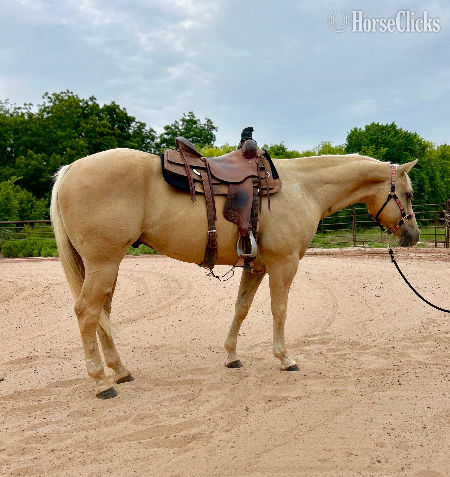 "Curry " Palomino Gelding Quarter Horse in Oklahoma