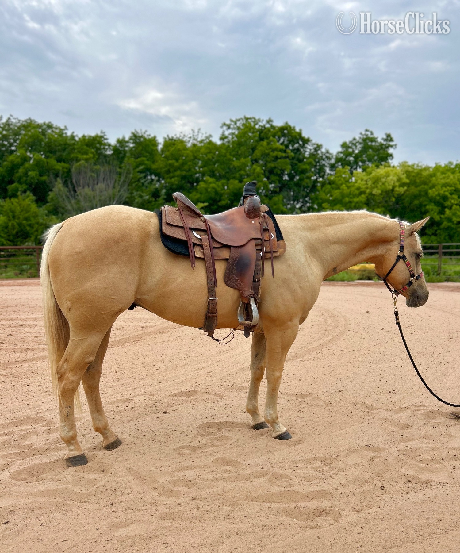 "Curry " Palomino Gelding Quarter Horse