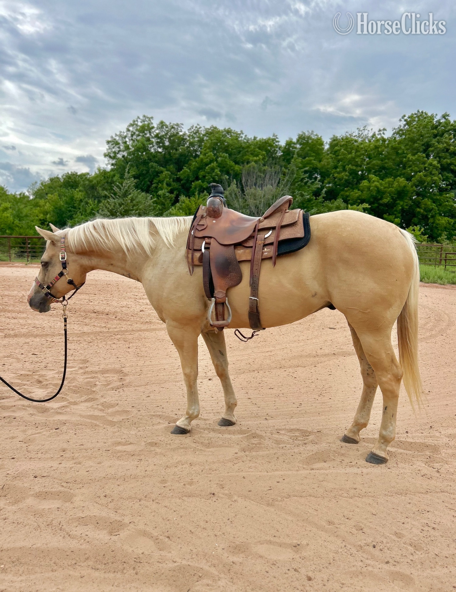 "Curry " Palomino Gelding Quarter Horse - Quarter Horse in Oklahoma
