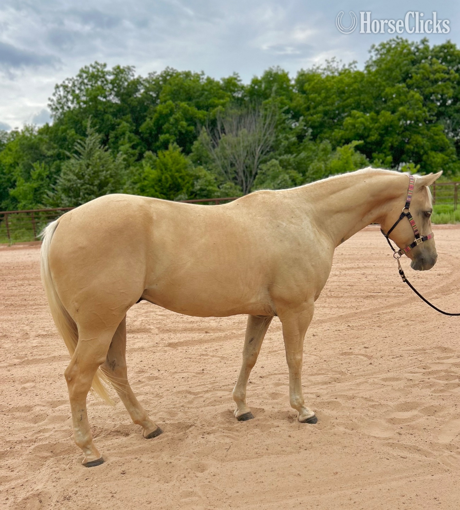 "Curry " Palomino Gelding Quarter Horse - Quarter Horse
