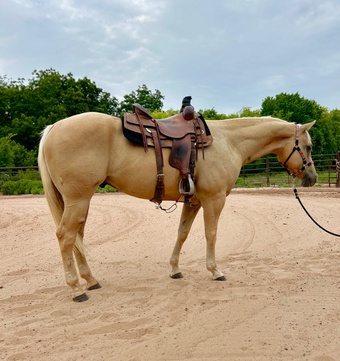 "Curry " Palomino Gelding Quarter Horse