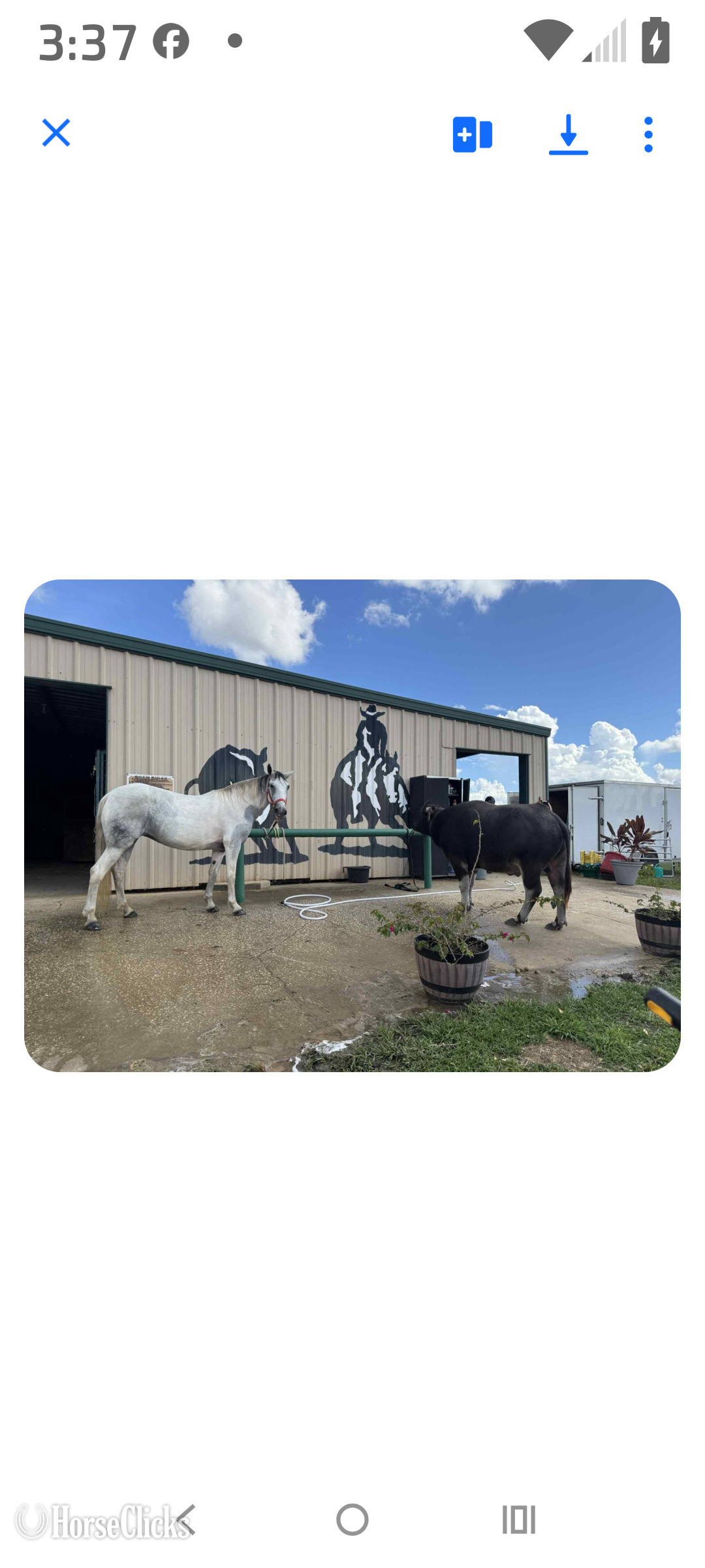 "Athena" White Mare American Saddlebred in Florida