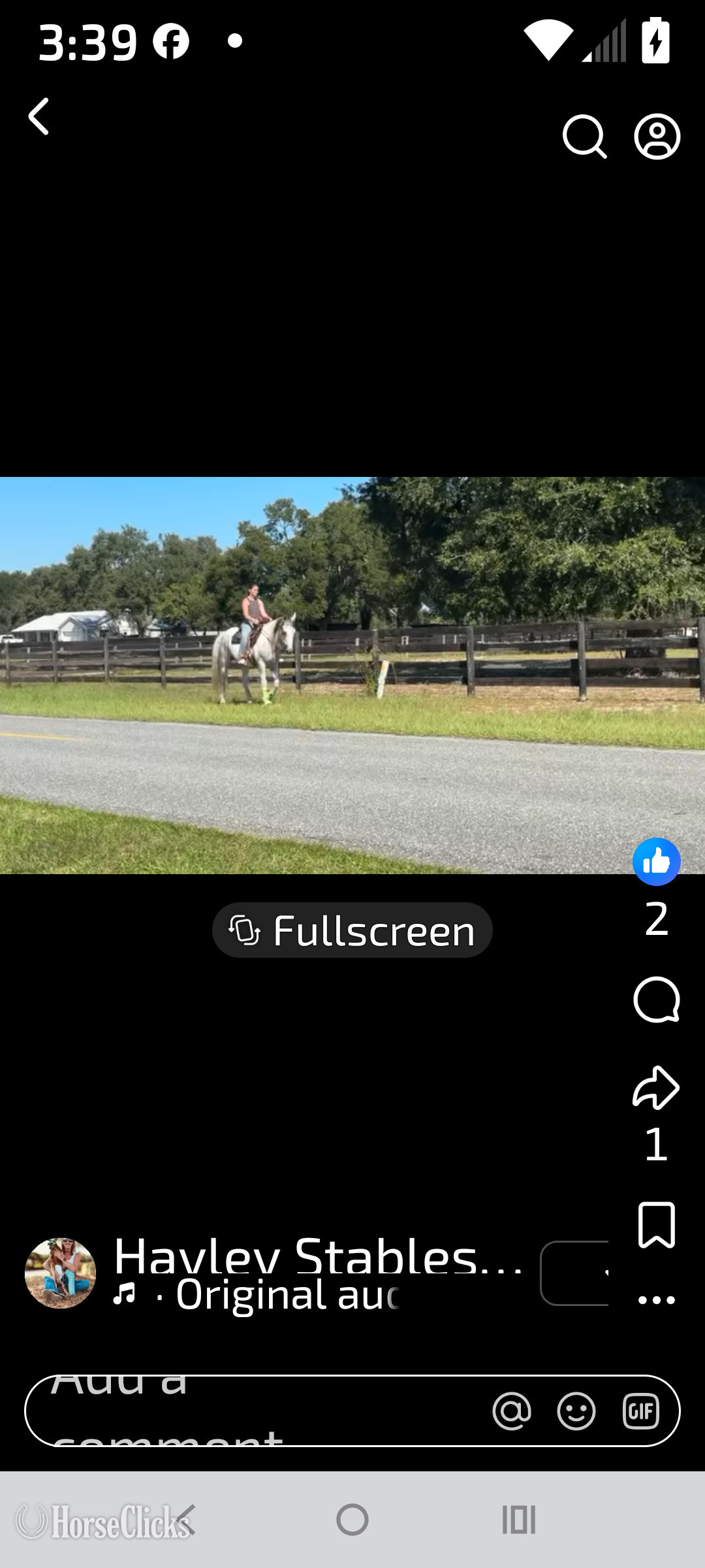 "Athena" White Mare American Saddlebred