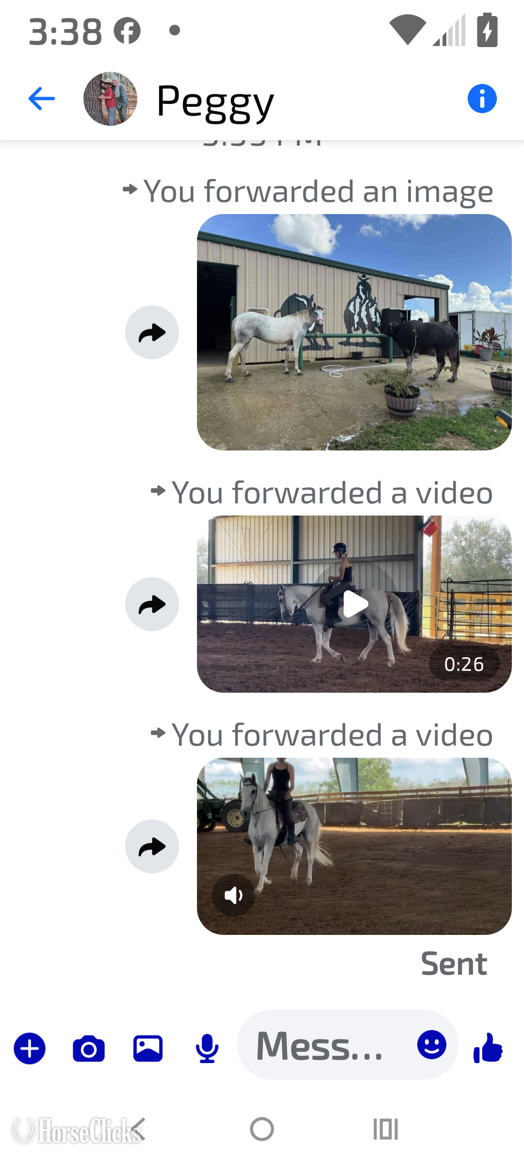 Florida "Athena" White Mare American Saddlebred