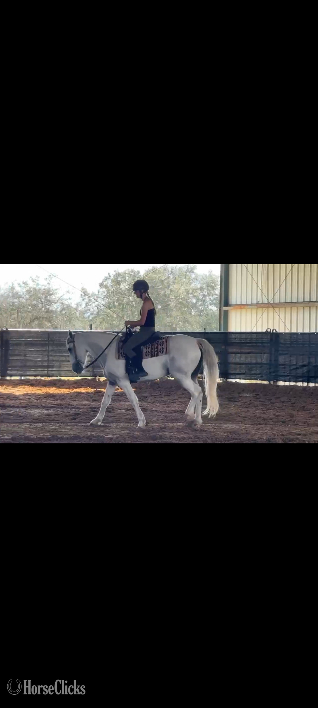 "Athena" White Mare American Saddlebred - American Saddlebred