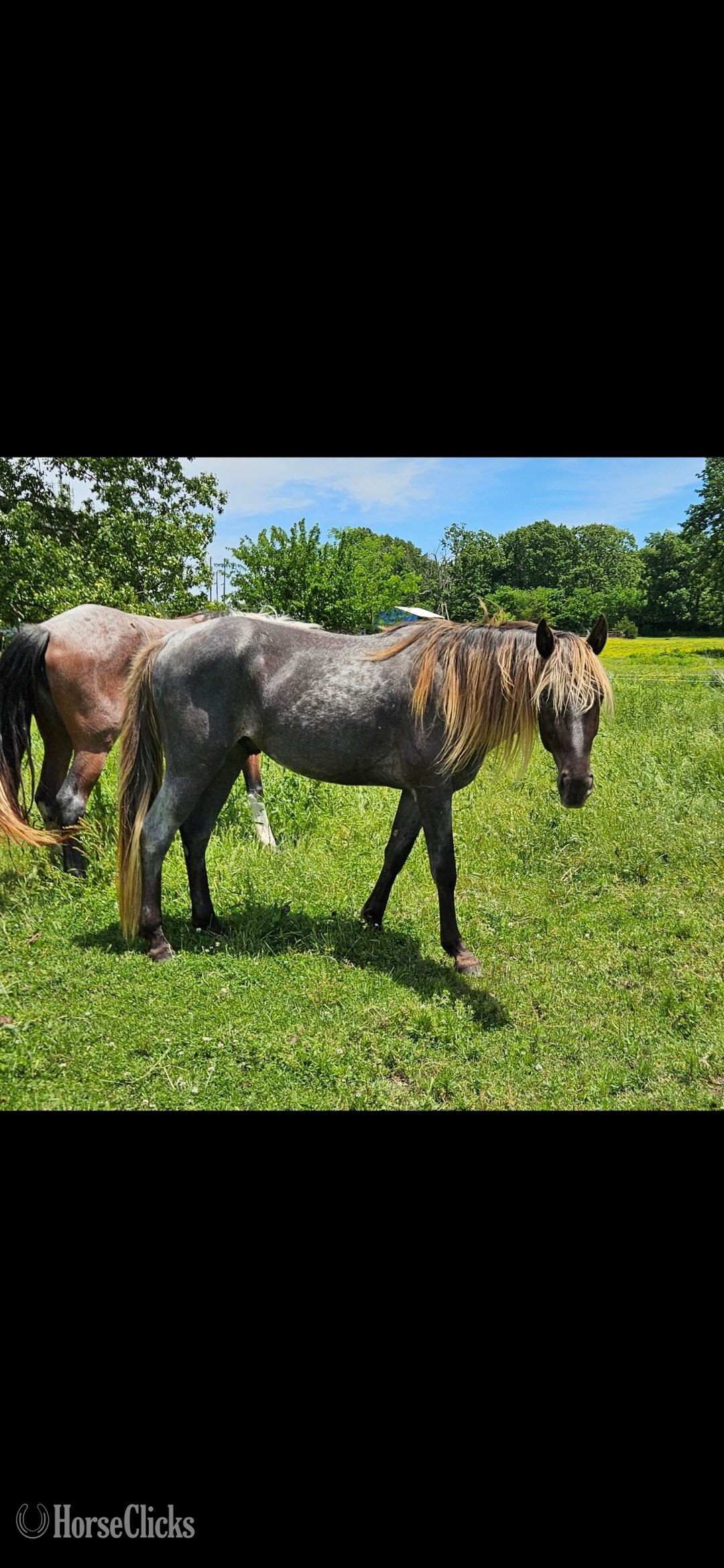 "Violet" Silver Dapple Filly Tennessee Walker in Arkansas