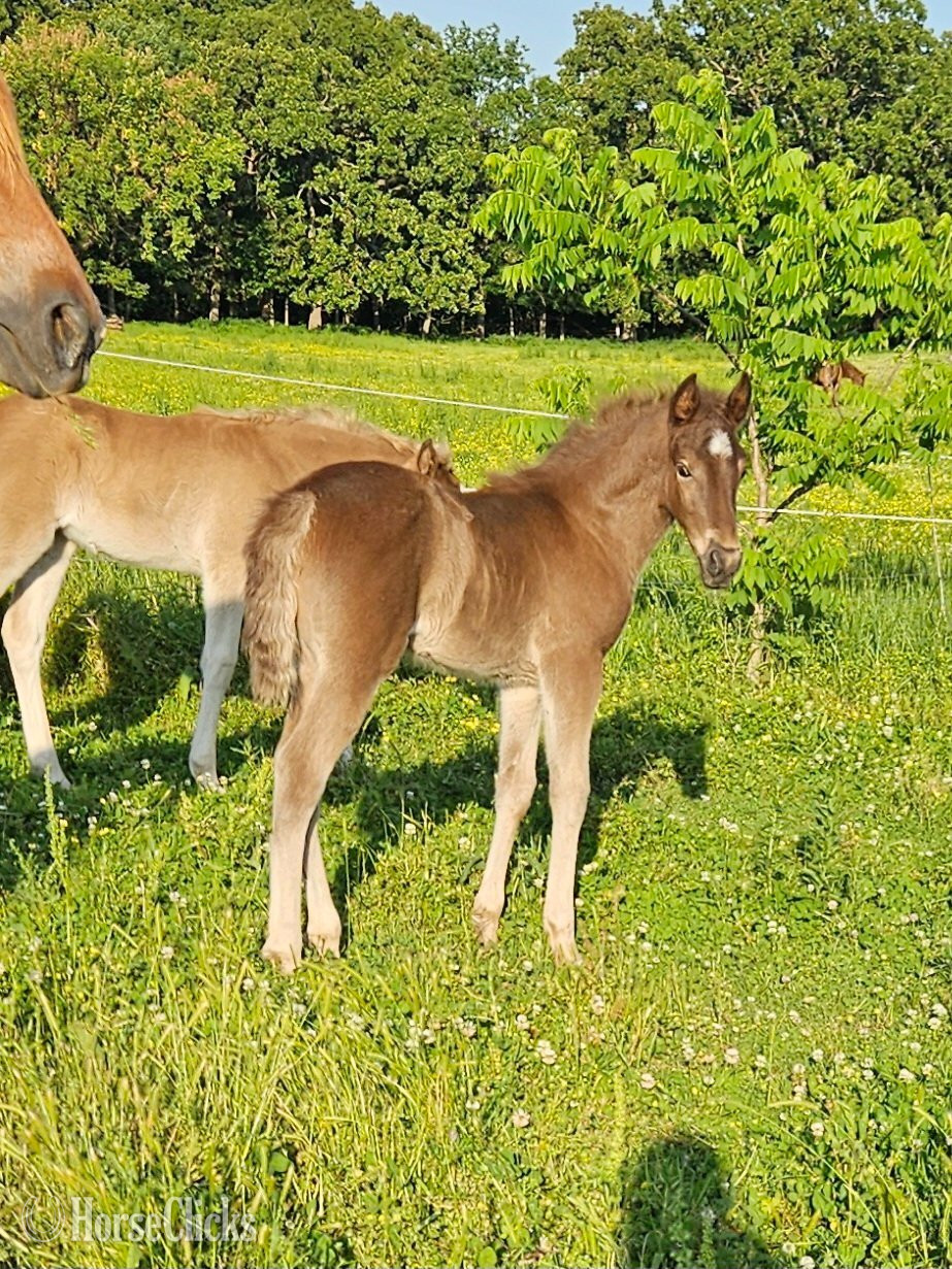 "Violet" Silver Dapple Filly Tennessee Walker