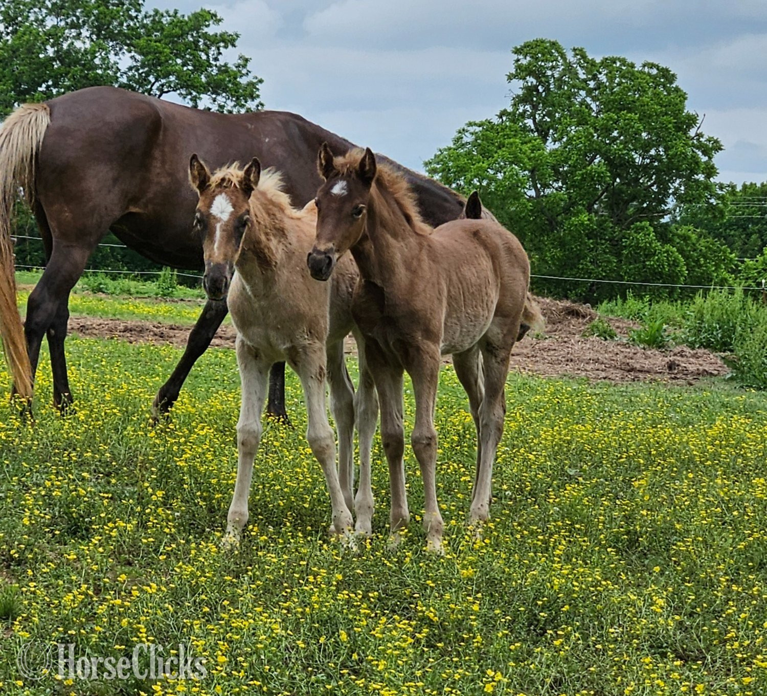 Arkansas "Violet" Silver Dapple Filly Tennessee Walker