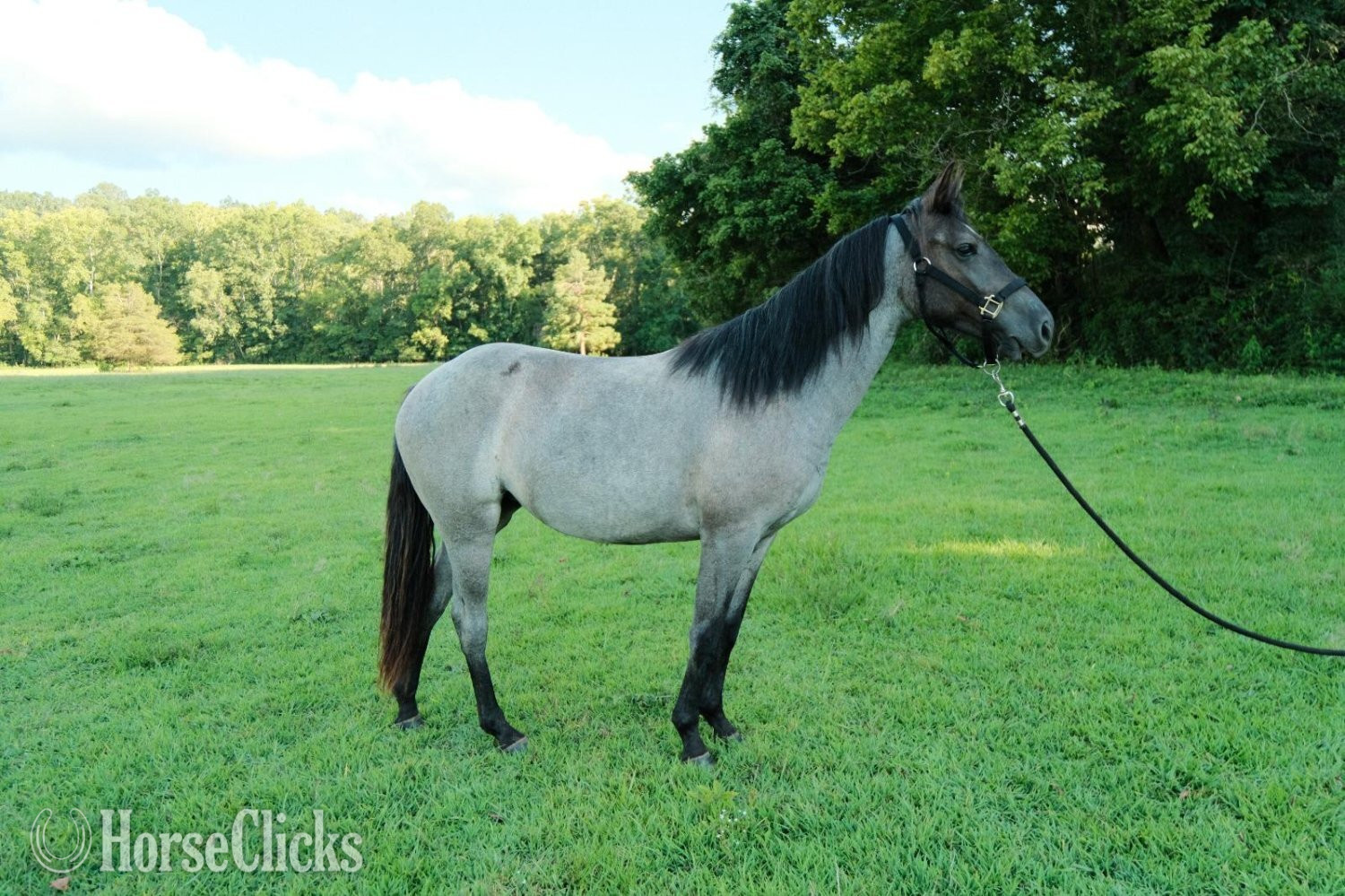 "DELTA" Blue Roan Mare Quarter Horse