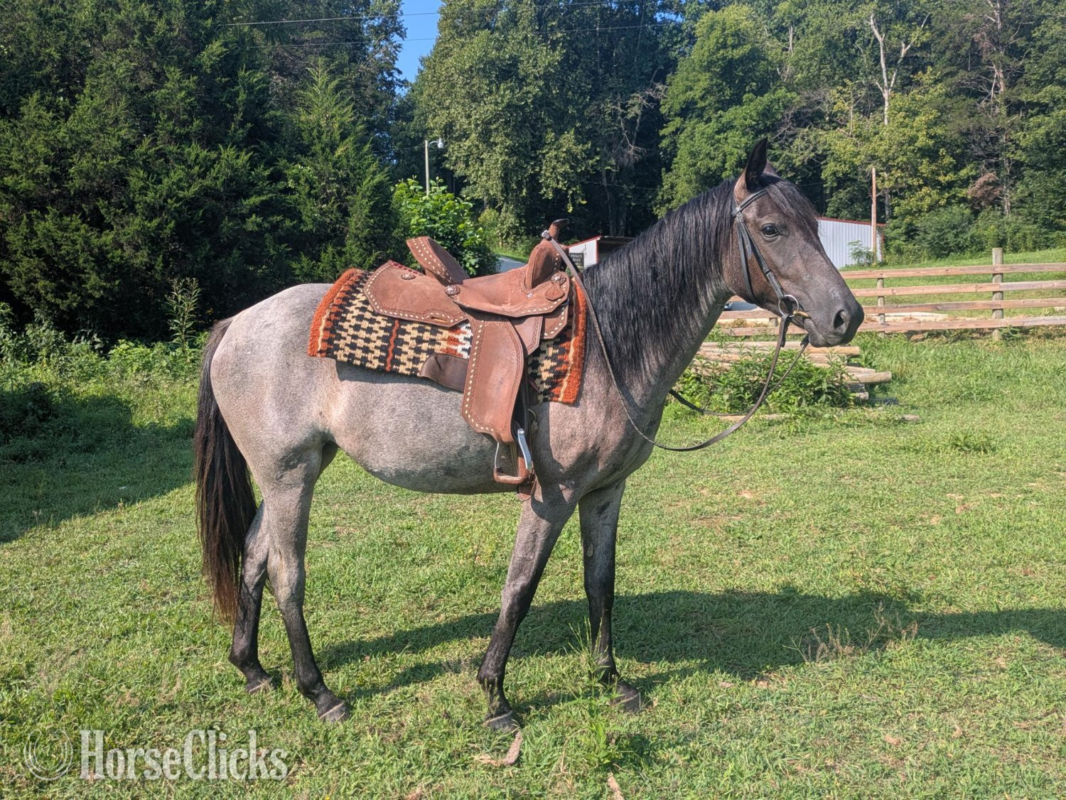 Tennessee "DELTA" Blue Roan Mare Quarter Horse
