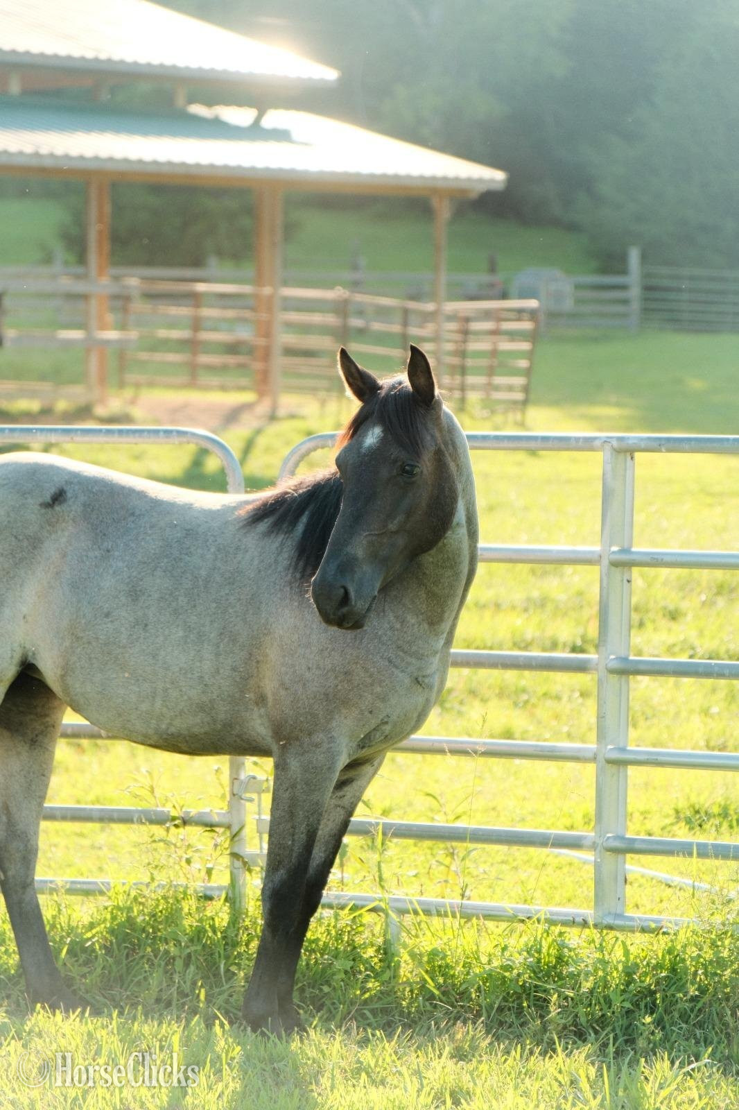 Quarter Horse - "DELTA" Blue Roan Mare Quarter Horse in Tennessee
