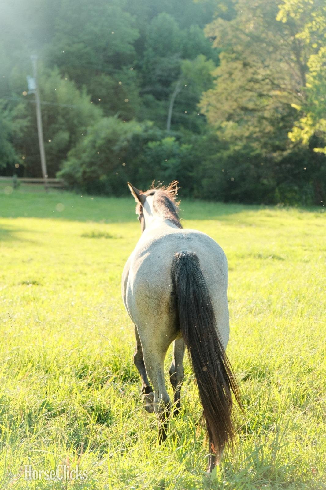 Quarter Horse - "DELTA" Blue Roan Mare Quarter Horse