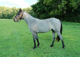 "DELTA" Blue Roan Mare Quarter Horse