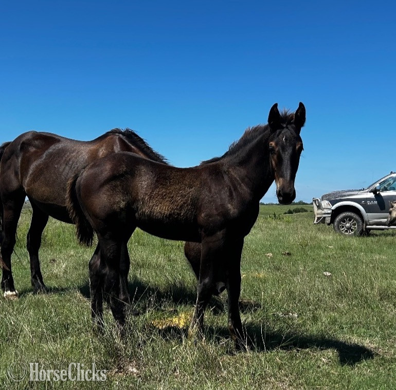 "Draft Cross Colt" Black Stallion Draft
