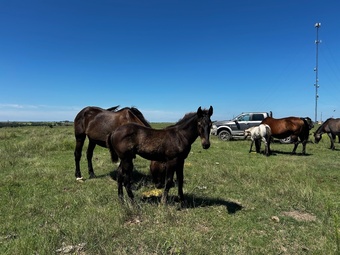 "Draft Cross Colt" Black Stallion Draft
