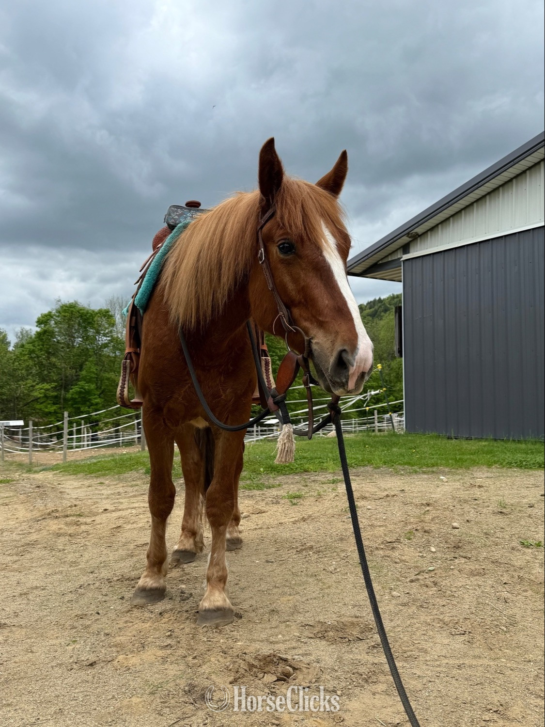 "Oliver " Sorrel Gelding in New York