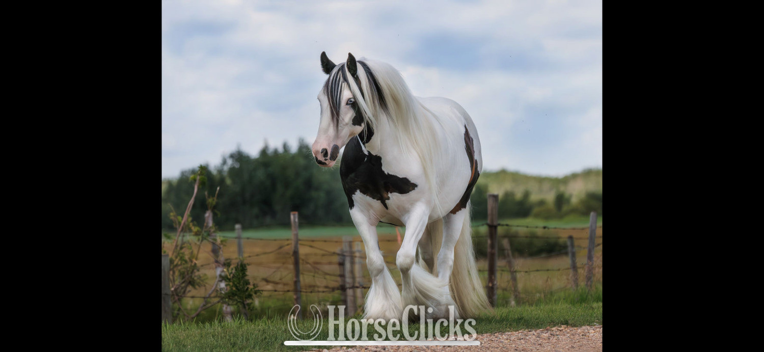"Navy" Bay Mare Gypsy Vanner in Alberta