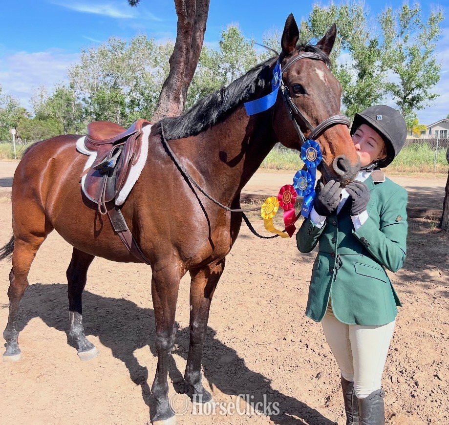 "Eddie" Bay Gelding Thoroughbred in California