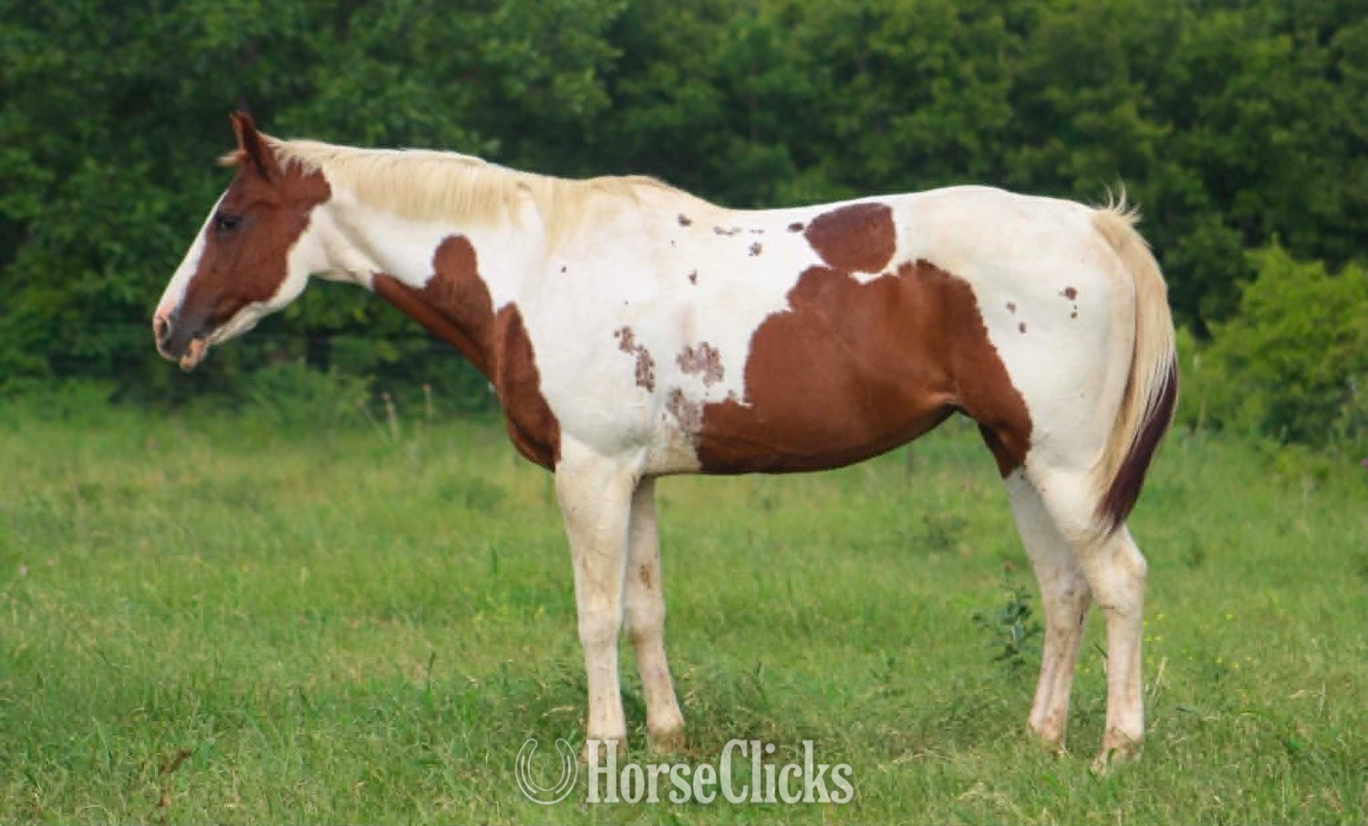"COWGIRL" Tabiano Mare Paint in Texas
