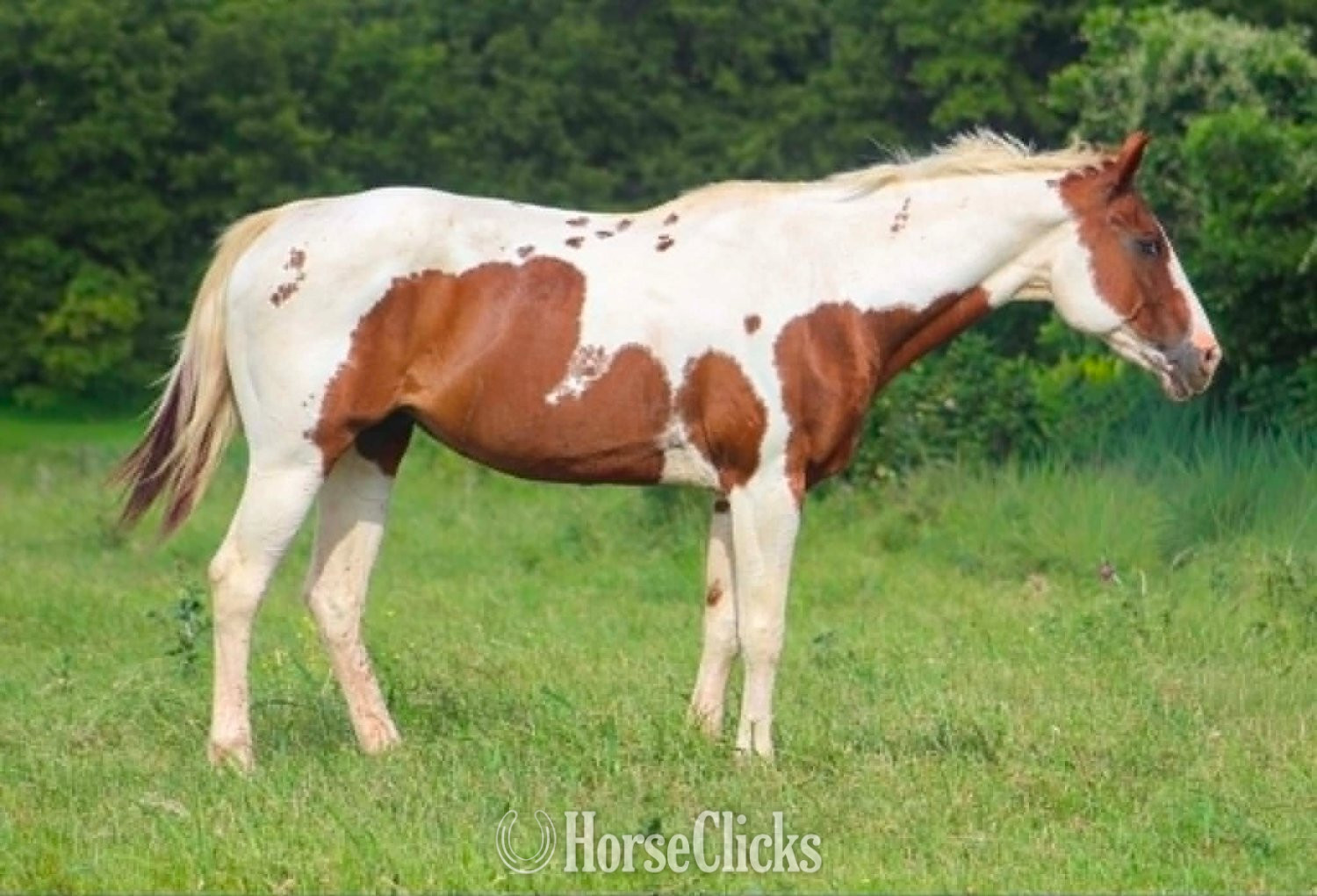 "COWGIRL" Tabiano Mare Paint