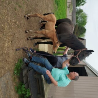 "Sexy" Black Mare Tennessee Walker