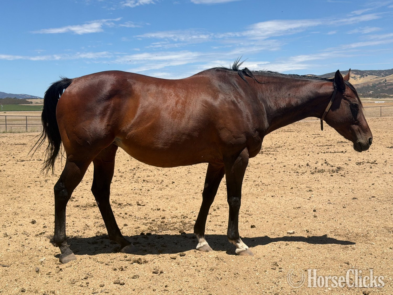 "The Innocent One" Bay Mare Thoroughbred - Thoroughbred in California