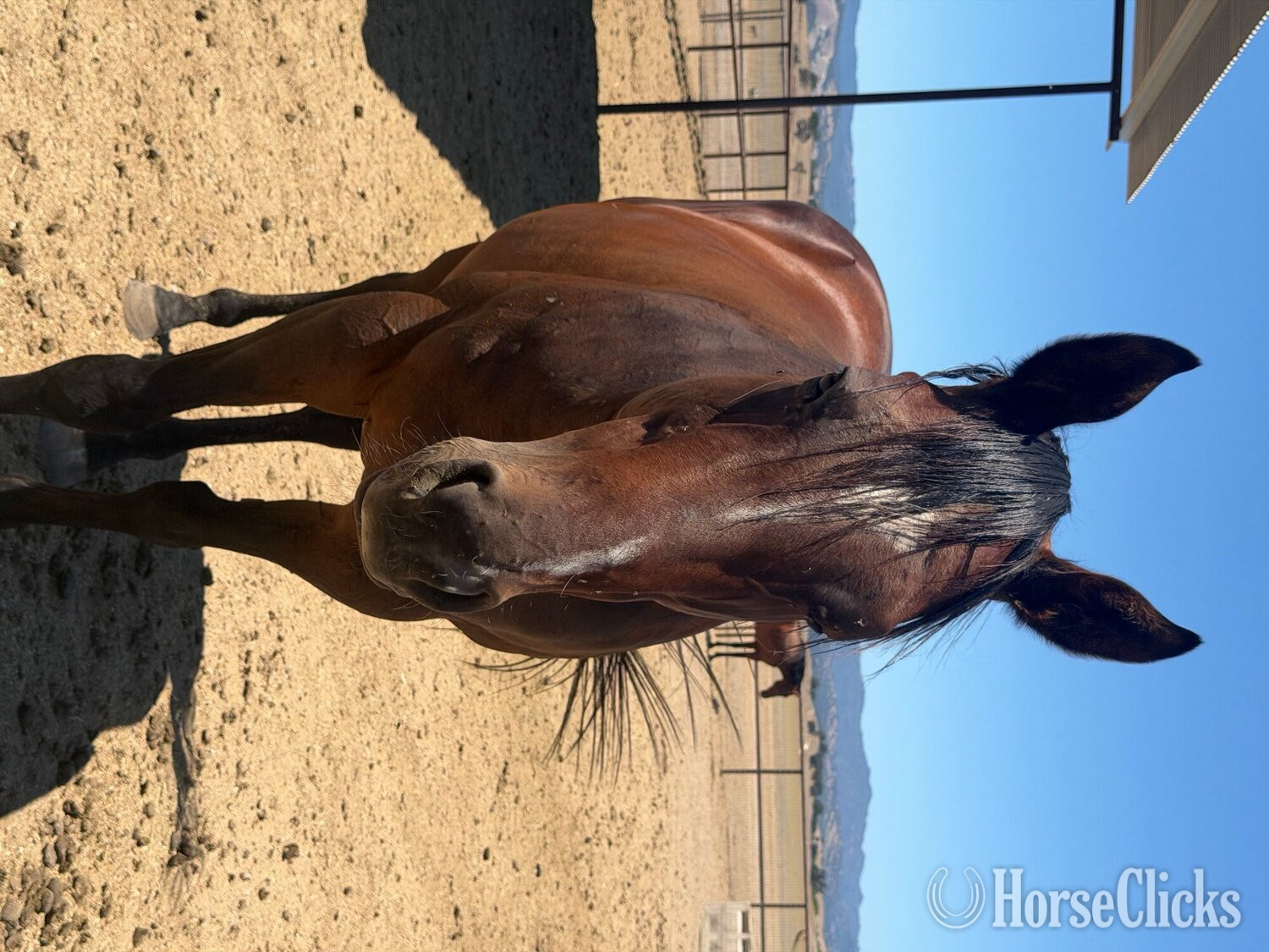"The Innocent One" Bay Mare Thoroughbred - Thoroughbred