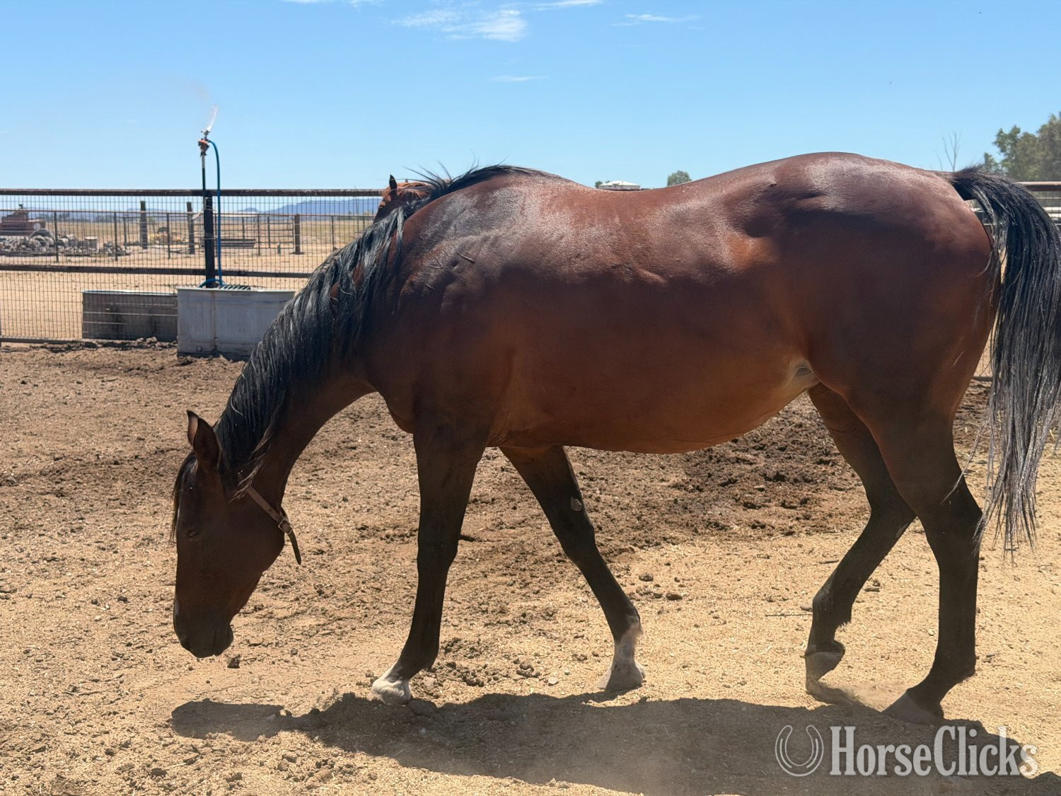 "The Innocent One" Bay Mare Thoroughbred California